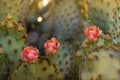 Spring desert cactus flower blossom Royalty Free Stock Photo