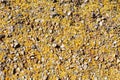 Spring Desert Groundcover with Palo Verde Fallen Flowers, background Royalty Free Stock Photo