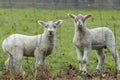 Spring Devon Lambs Now Spring has arrived . British Farming Royalty Free Stock Photo