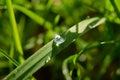 Spring dew Royalty Free Stock Photo