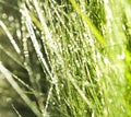 Spring dewy grass