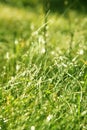 Spring dewy grass