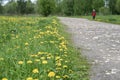 Spring. Dirt road with blooming bright dandelions on the side of the road and green forest in the distance, blurred Royalty Free Stock Photo