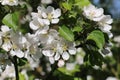 Fresh white blossom flowers of the Discovery Apple tree, Malus domestica, blooming in the spring sunshine, close-up view Royalty Free Stock Photo