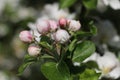 Delicate pink and white flower buds on a Discovery Apple tree, Malus domestica, opening in springtime, close-up view Royalty Free Stock Photo