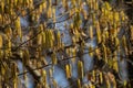 Spring display of Corylus avellan on tree branches shows bright yellow catkins and budding leaves in a tranquil natural setting Royalty Free Stock Photo