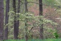 Spring Dogwoods Bernheim Forest