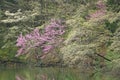 Spring Dogwoods and Redbud