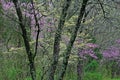 Spring Dogwoods and Redbuds Bernheim Forest Royalty Free Stock Photo