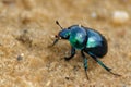 Spring dor beetle 1