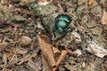 Spring dor beetle - Trypocopris vernalis