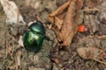 Spring dor beetle - Trypocopris vernalis