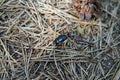 The spring dor beetle (Trypocopris vernalis) Royalty Free Stock Photo