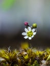 Spring draba blossom at spring