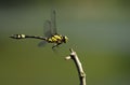 Spring Dragonflies (Gomphidia confluens Selys) Royalty Free Stock Photo