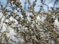 Spring dried on a dark blue background in sunny weather.