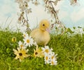 Spring duckling Royalty Free Stock Photo