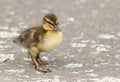 Spring Duckling At Wellington Zealandia Reserve