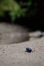 Spring dumbledore on rocky stone surface with blur background