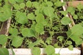 Spring early cabbage seedlings grown from seed in boxes.