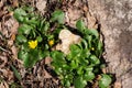 Spring early flower Caltha herb among moss