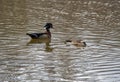 Wood duck couple at Laval Royalty Free Stock Photo