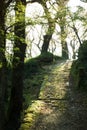 Spring early morning in the forest Royalty Free Stock Photo