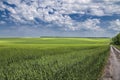 Spring or early summer landscape with a green field of winter wheat or rye and a dirt country road along the trees and field Royalty Free Stock Photo