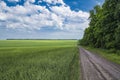 Spring or early summer landscape with a green field of winter wheat or rye and a dirt country road along the trees and field Royalty Free Stock Photo