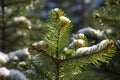 spring early winter forest coniferous day sunny close snow covered branches pine green