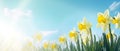 Spring Easter background with beautiful yellow daffodils blue sky and sunlight background