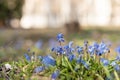 Spring and easter background with snowdrops rising from the ground. First spring flowers blooming in a sunny day. Shallow depth of Royalty Free Stock Photo