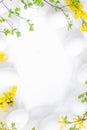 Spring Easter background with white eggs forsythia flowers