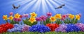 Spring And Easter Banner - Daffodils Adorning a Fresh Lawn with a Swallow in Flight Royalty Free Stock Photo