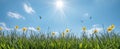 Spring And Easter Banner - Daffodils In A Fresh Lawn With the Flight of a Swallow Royalty Free Stock Photo