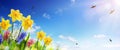 Spring And Easter Banner - Daffodils In The Fresh Lawn Royalty Free Stock Photo