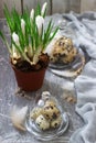 Spring or Easter composition with crocuses and quail eggs on a gray concrete background Royalty Free Stock Photo