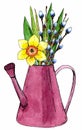 Spring easter composition in a purple watering can. Spring flowers, daffodils, willow. Stock watercolor hand drawn