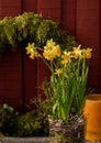 Spring easter compositionn with moss wreath and daffodils