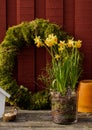 Spring easter compositionn with moss wreath and daffodils Royalty Free Stock Photo
