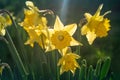 Spring Easter daffodil flowers for Mother's Day gift. Floral springtime background