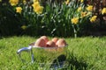 Spring - Easter egg cup (landscape) Royalty Free Stock Photo