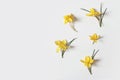 Spring, Easter floral composition. Yellow crocuses flowers with green leaves isolated on white table background. Styled