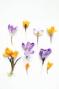 Spring, Easter floral composition. Yellow and violet crocuses flowers isolated on white wooden background. Styled stock