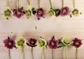 Spring easter flower frame vintage background with lenten rose flowers over light wood