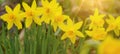 Spring easter flowers background banner panorama - Yellow fresh Wild daffodil  Narcissus pseudonarcissus  in garden, illuminated Royalty Free Stock Photo