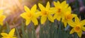 Spring easter flowers background banner panorama - Yellow fresh Wild daffodil  Narcissus pseudonarcissus  in garden, illuminated Royalty Free Stock Photo