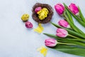 Spring Easter Greeting Card. Pink tulips, quail eggs in nest on blue background. Top view, flat lay Royalty Free Stock Photo