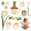 Spring Easter illustration set of blooming crocus flowers and bulb, bird eggs and eggshell, ribbon and bulb planted in a teacup Royalty Free Stock Photo