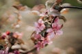 Spring easter pink flowers of cherry blossom on garden natural background. Blooming view. Flowering, opening petals on Royalty Free Stock Photo